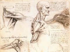 Anatomical Studies of the Shoulder by Leonardo da Vinci