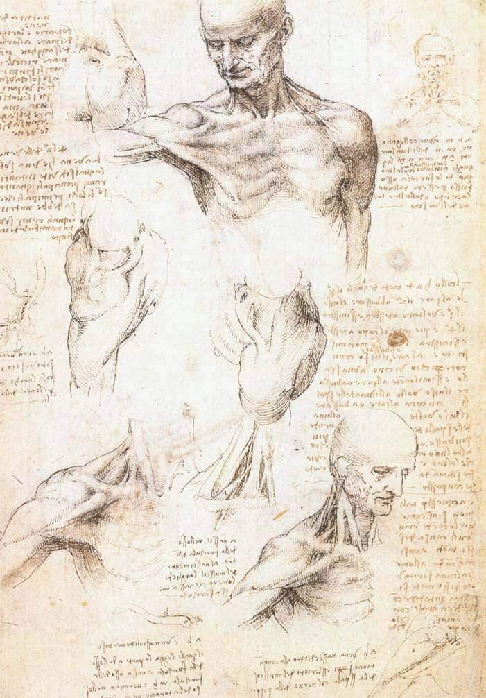 Anatomical Studies of a Male Shoulder - by Leonardo da Vinci
