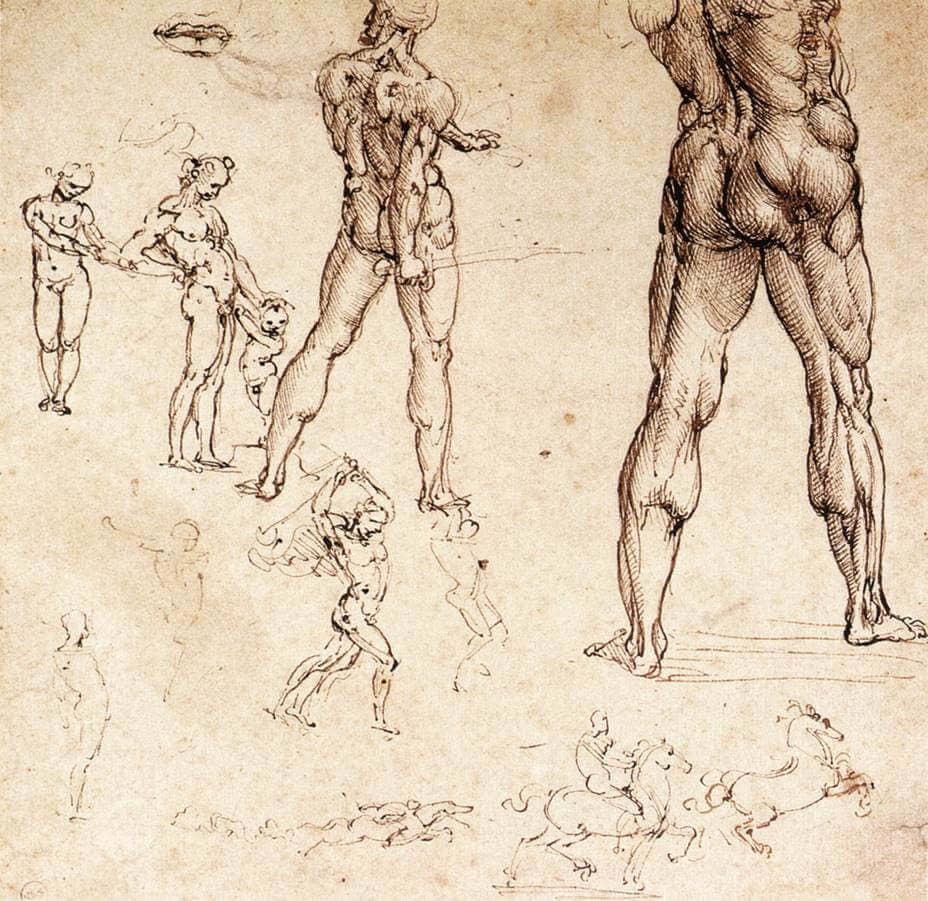 Anatomical Studies - by Leonardo da Vinci