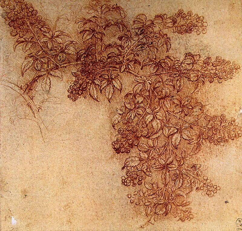 Black Berries - by Leonardo da Vinci