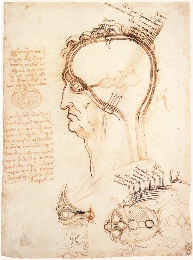 Comparison of scalp skin and onion - by Leonardo da Vinci