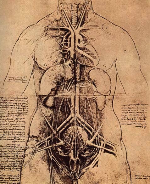 Drawing of a Womans Torso - by Leonardo da Vinci