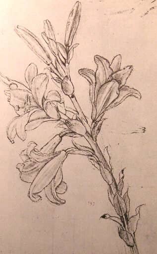 Drawing of Lilies for an Annunciation - by Leonardo da Vinci