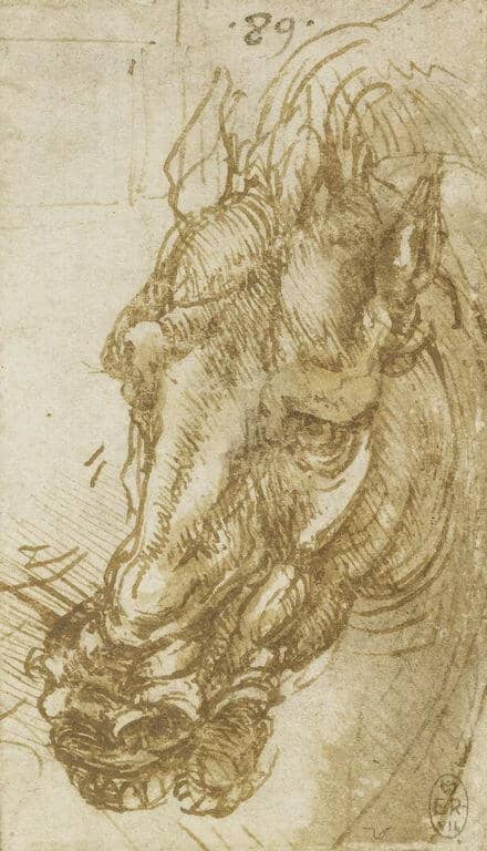 Horse's Head - by Leonardo da Vinci
