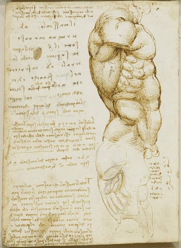 Muscles of the Torso, Side View - by Leonardo da Vinci