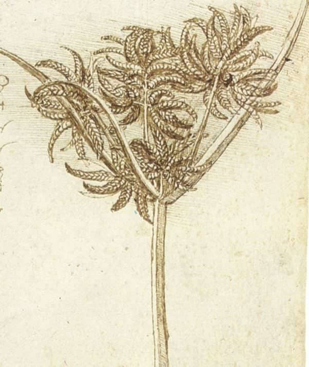 Sedge - by Leonardo da Vinci
