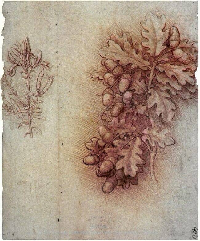 Sprays of Oak Leaves and Acorns by Leonardo da Vinci