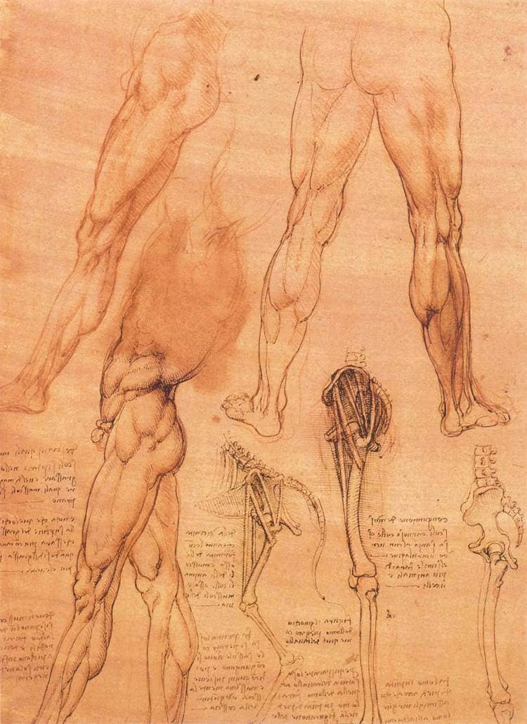 Studies of Legs of Man and the Leg of a Horse - by Leonardo da Vinci