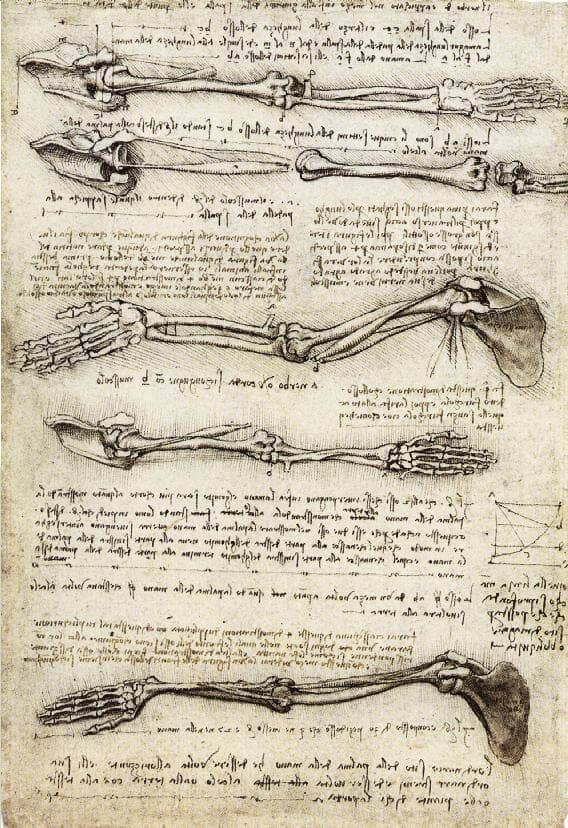 Studies of the Arm Showing the Movements Made by the Biceps - by Leonardo da Vinci